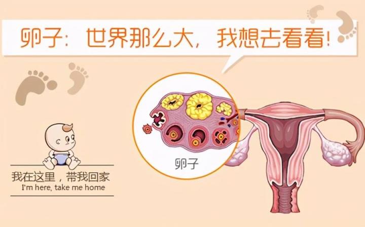 卵巢堵塞都有哪些症状？会影响到试管婴儿吗？