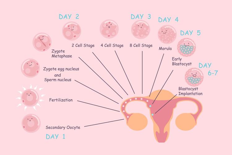 体外受精中的卵巢过度排卵综合征需要多长时间才能恢复？