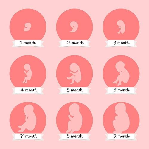 孕期建议：生男孩的7个重要提示