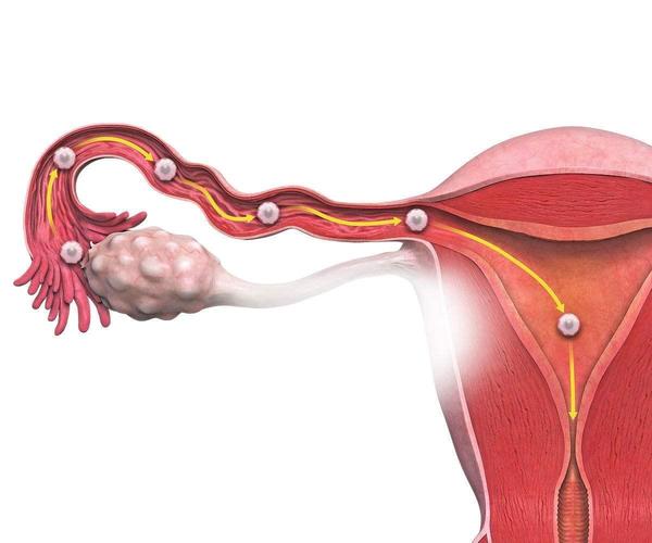 输卵管复通术术前术后的护理(开腹输卵管复通术手术过程)
