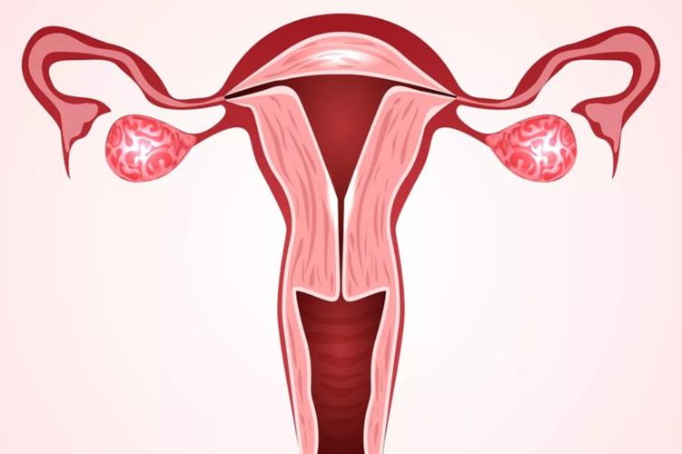 左侧卵巢和左侧输尿管