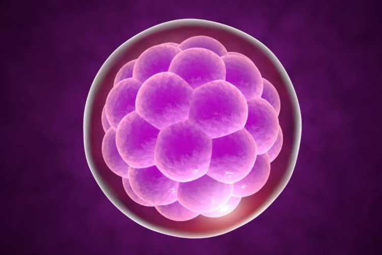 卵巢超声检查结果卵巢是否可推动-卵巢B超检查结果显示卵巢是否可被推动