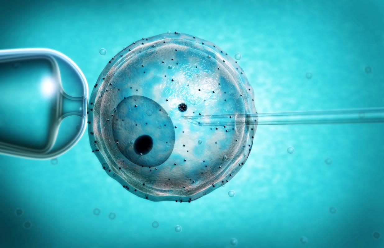 试管移植后胚胎会留在子宫内多久