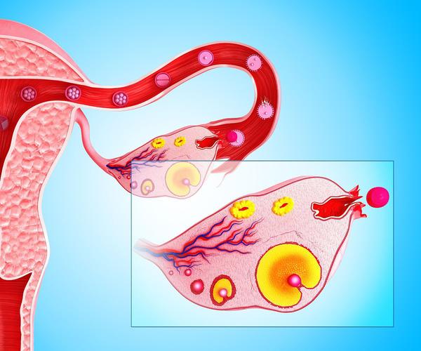 肾炎对卵巢有何影响？